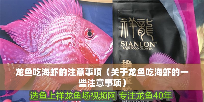 龍魚吃海蝦的注意事項（關于龍魚吃海蝦的一些注意事項）