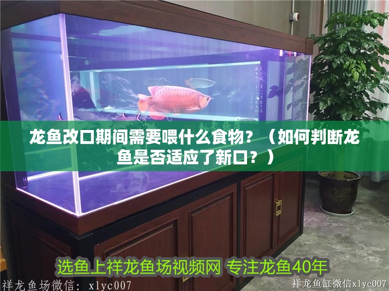 龍魚改口期間需要喂什么食物？（如何判斷龍魚是否適應了新口？）