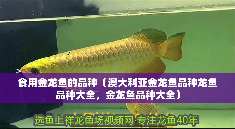 食用金龍魚的品種（澳大利亞金龍魚品種龍魚品種大全，金龍魚品種大全）