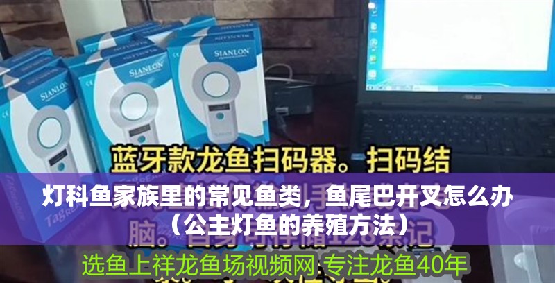 燈科魚家族里的常見魚類，魚尾巴開叉怎么辦（公主燈魚的養殖方法）