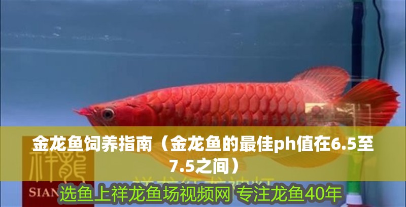 金龍魚飼養指南（金龍魚的最佳ph值在6.5至7.5之間）