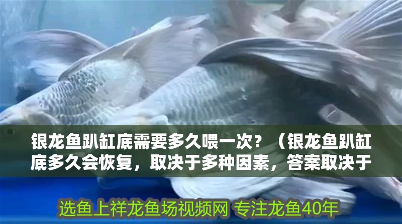 銀龍魚趴缸底需要多久喂一次？（銀龍魚趴缸底多久會恢復，取決于多種因素，答案取決于多種因素）