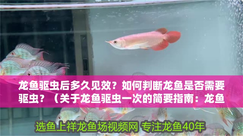 龍魚驅蟲后多久見效？如何判斷龍魚是否需要驅蟲？（關于龍魚驅蟲一次的簡要指南：龍魚驅蟲一次的簡要指南）