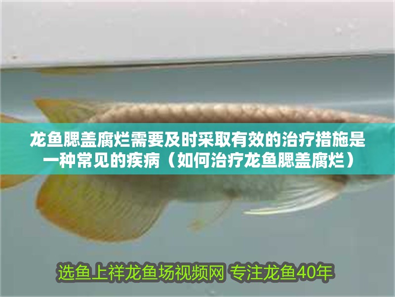 龍魚腮蓋腐爛需要及時采取有效的治療措施是一種常見的疾病（如何治療龍魚腮蓋腐爛）