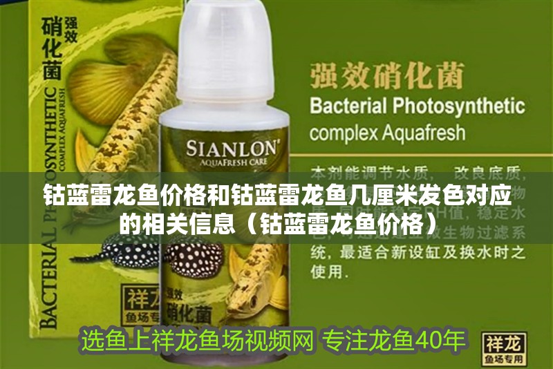 鈷藍雷龍魚價格和鈷藍雷龍魚幾厘米發色對應的相關信息（鈷藍雷龍魚價格）