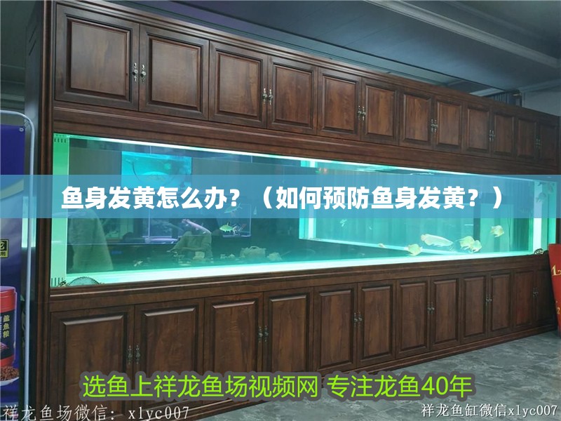 魚身發(fā)黃怎么辦？（如何預防魚身發(fā)黃？）