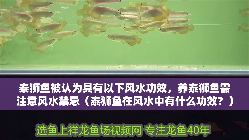 泰獅魚被認為具有以下風水功效，養泰獅魚需注意風水禁忌（泰獅魚在風水中有什么功效？）