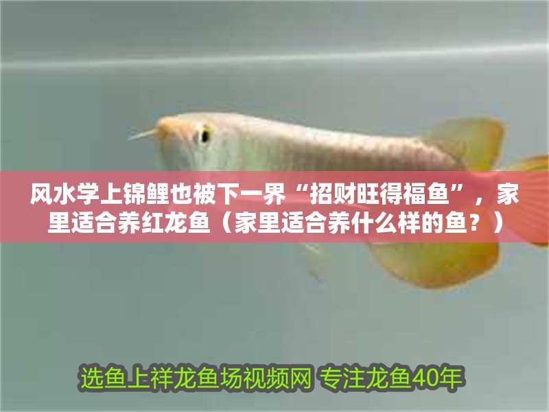 風水學上錦鯉也被下一界“招財旺得福魚”，家里適合養紅龍魚（家里適合養什么樣的魚？）