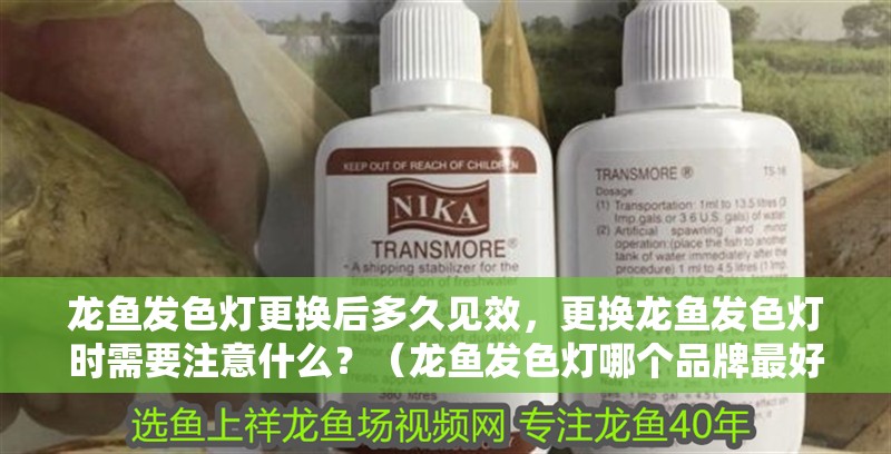 龍魚發色燈更換后多久見效，更換龍魚發色燈時需要注意什么？（龍魚發色燈哪個品牌最好,更換龍魚發色燈時需要注意什么?）