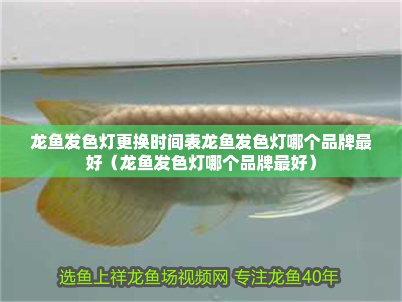 龍魚發色燈更換時間表龍魚發色燈哪個品牌最好（龍魚發色燈哪個品牌最好）
