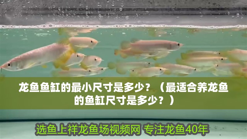 龍魚魚缸的最小尺寸是多少？（最適合養龍魚的魚缸尺寸是多少？）