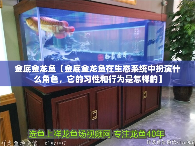 金底金龍魚【金底金龍魚在生態系統中扮演什么角色，它的習性和行為是怎樣的】