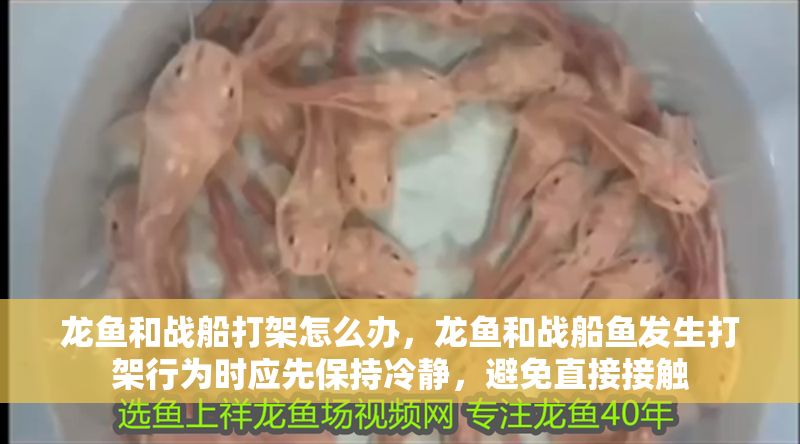 龍魚和戰船打架怎么辦，龍魚和戰船魚發生打架行為時應先保持冷靜，避免直接接觸