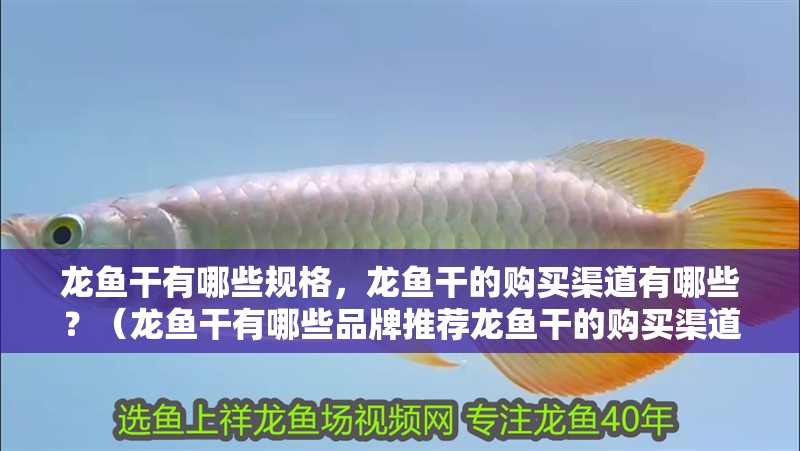 龍魚干有哪些規(guī)格，龍魚干的購買渠道有哪些？（龍魚干有哪些品牌推薦龍魚干的購買渠道和購買渠道）