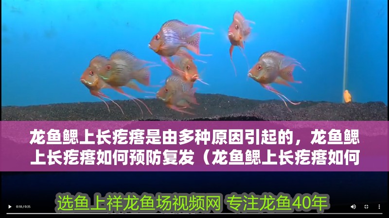 龍魚鰓上長疙瘩是由多種原因引起的，龍魚鰓上長疙瘩如何預(yù)防復(fù)發(fā)（龍魚鰓上長疙瘩如何預(yù)防復(fù)發(fā)，） 龍魚鰓上長疙瘩是由多種原因引起的，龍魚鰓上長疙瘩如何預(yù)防復(fù)發(fā)（龍魚鰓上長疙瘩如何預(yù)防復(fù)發(fā)，） 龍魚百科