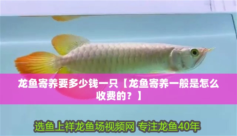 龍魚寄養要多少錢一只【龍魚寄養一般是怎么收費的？】
