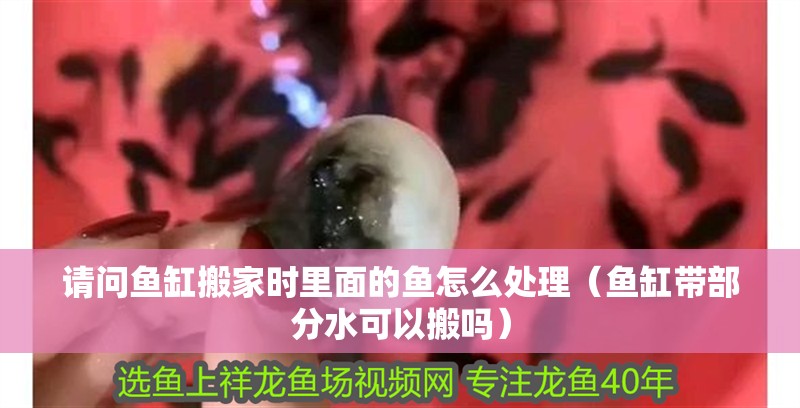 請問魚缸搬家時里面的魚怎么處理（魚缸帶部分水可以搬嗎）