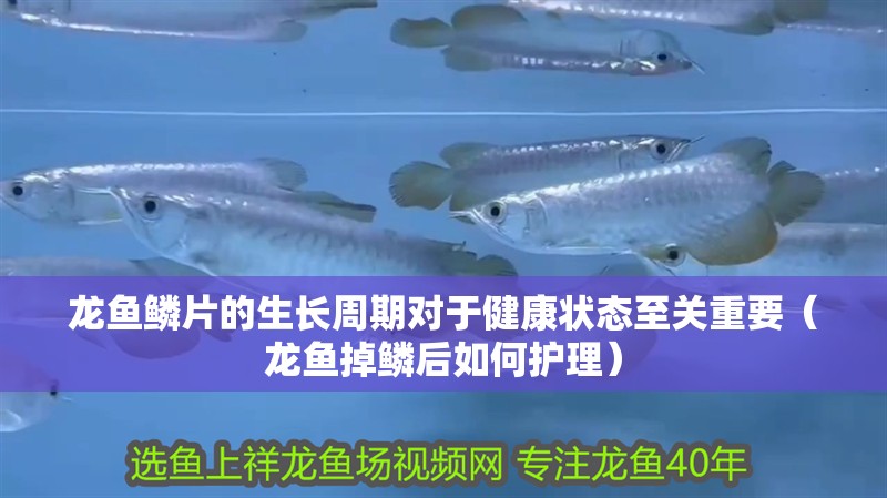 龍魚鱗片的生長周期對于健康狀態(tài)至關(guān)重要（龍魚掉鱗后如何護理）
