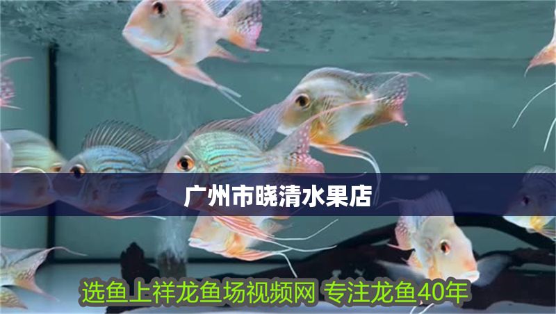 廣州市曉清水果店 廣州市曉清水果店 全國水族館企業名錄 第1張