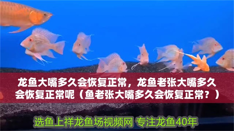 龍魚大嘴多久會恢復正常，龍魚老張大嘴多久會恢復正常呢（魚老張大嘴多久會恢復正常？）