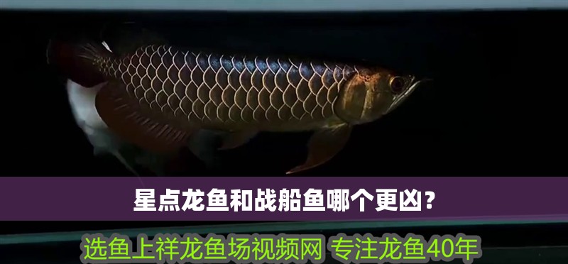 星點龍魚和戰船魚哪個更兇？