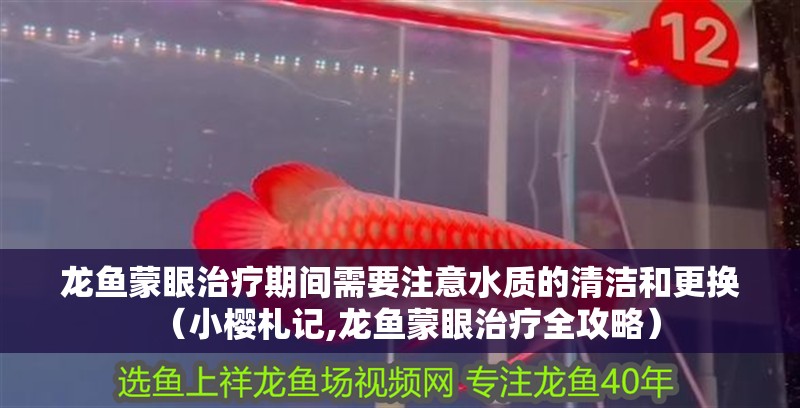 龍魚蒙眼治療期間需要注意水質的清潔和更換（小櫻札記,龍魚蒙眼治療全攻略）