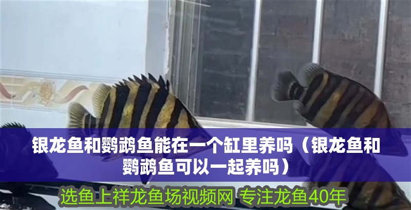 銀龍魚和鸚鵡魚能在一個缸里養(yǎng)嗎（銀龍魚和鸚鵡魚可以一起養(yǎng)嗎）