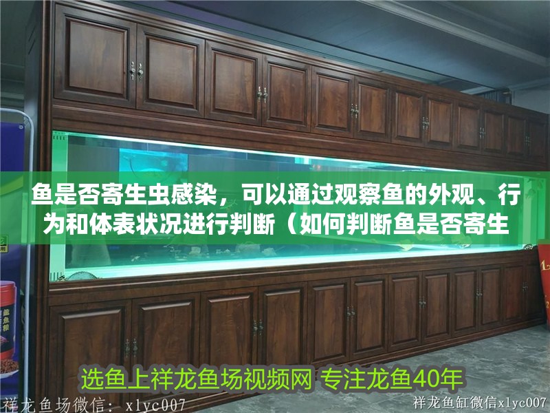 魚是否寄生蟲感染，可以通過觀察魚的外觀、行為和體表狀況進(jìn)行判斷（如何判斷魚是否寄生蟲感染） 魚是否寄生蟲感染，可以通過觀察魚的外觀、行為和體表狀況進(jìn)行判斷（如何判斷魚是否寄生蟲感染） 龍魚百科