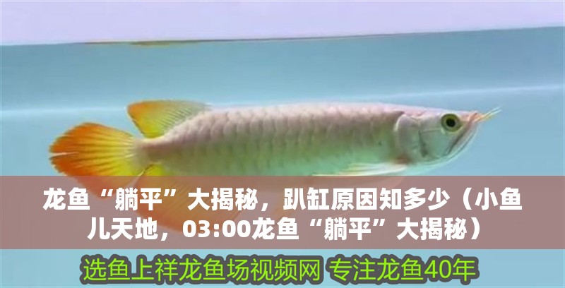 龍魚“躺平”大揭秘，趴缸原因知多少（小魚兒天地，03:00龍魚“躺平”大揭秘）