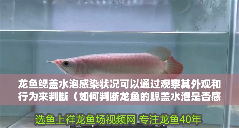 龍魚鰓蓋水泡感染狀況可以通過觀察其外觀和行為來判斷（如何判斷龍魚的鰓蓋水泡是否感染？）
