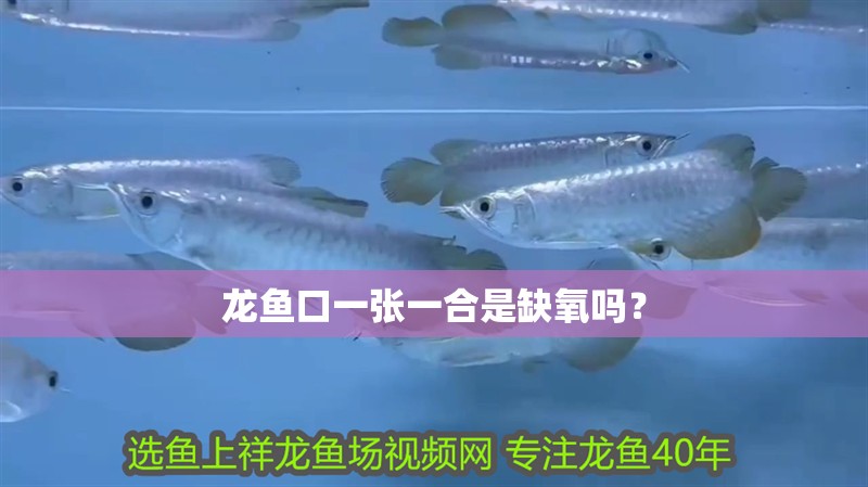 龍魚口一張一合是缺氧嗎？