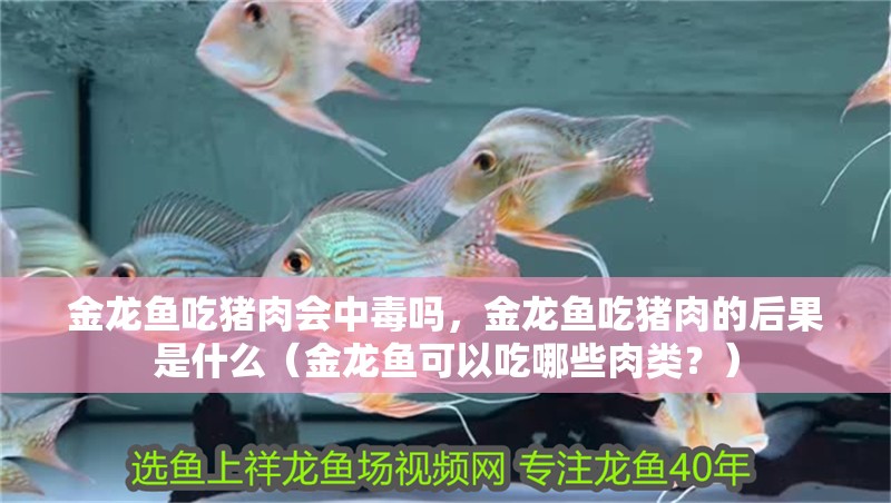 金龍魚吃豬肉會中毒嗎，金龍魚吃豬肉的后果是什么（金龍魚可以吃哪些肉類？） 金龍魚吃豬肉會中毒嗎，金龍魚吃豬肉的后果是什么（金龍魚可以吃哪些肉類？） 龍魚百科