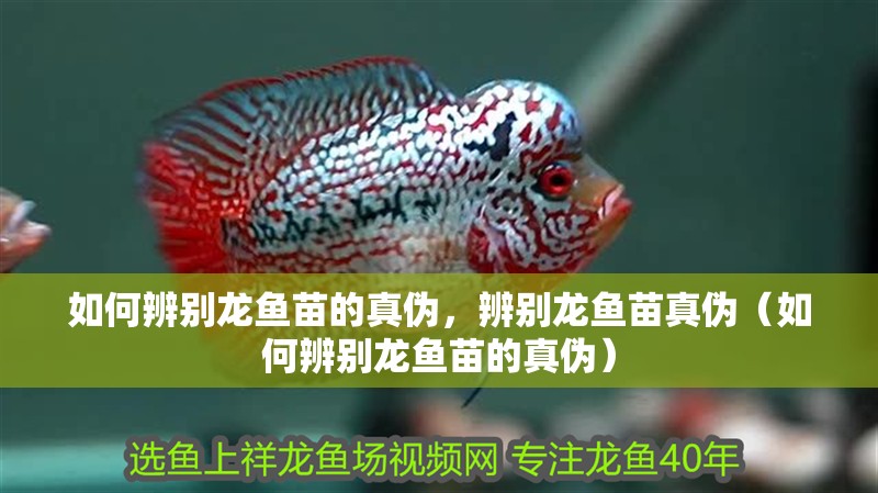 如何辨別龍魚苗的真偽，辨別龍魚苗真偽（如何辨別龍魚苗的真偽）