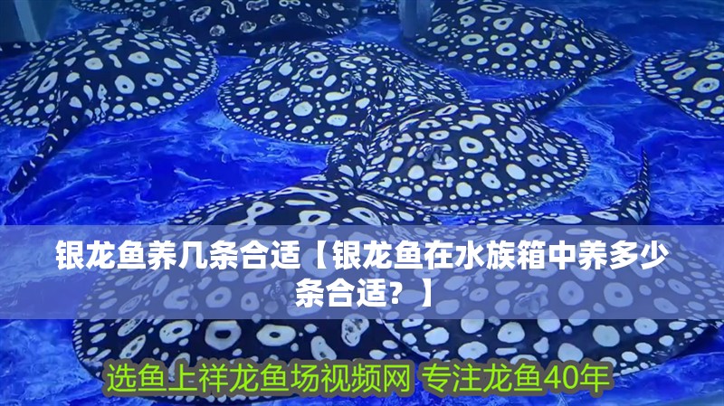 銀龍魚養幾條合適【銀龍魚在水族箱中養多少條合適？】