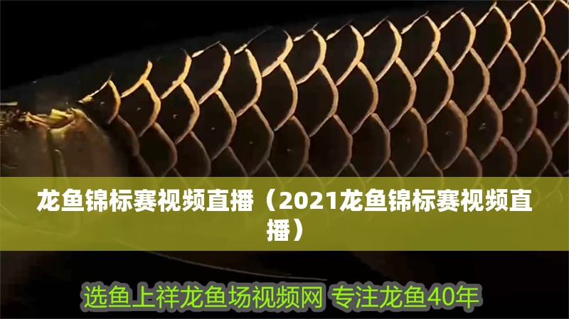 龍魚錦標賽視頻直播（2021龍魚錦標賽視頻直播）