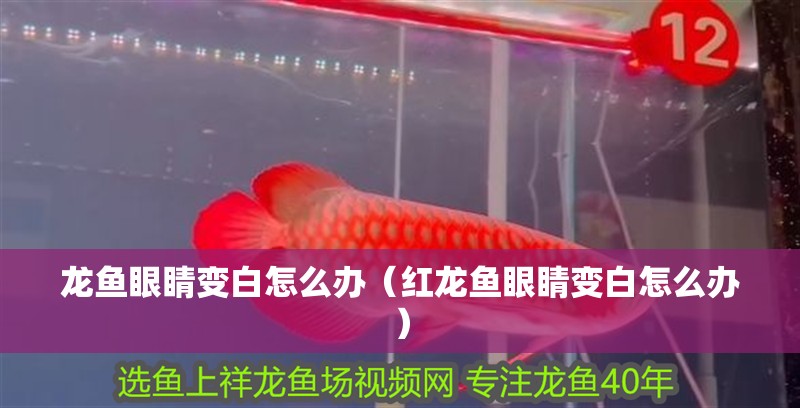龍魚眼睛變白怎么辦（紅龍魚眼睛變白怎么辦）
