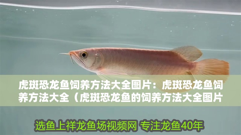虎斑恐龍魚飼養方法大全圖片：虎斑恐龍魚飼養方法大全（虎斑恐龍魚的飼養方法大全圖片：虎斑恐龍魚飼養方法大全）