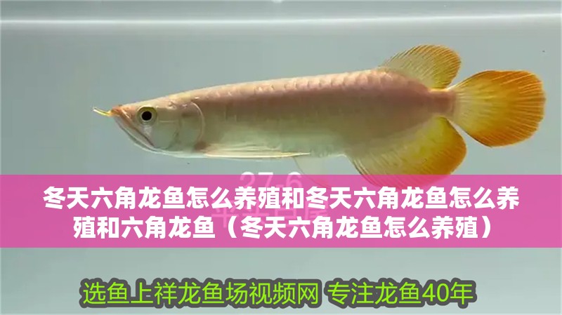 冬天六角龍魚怎么養殖和冬天六角龍魚怎么養殖和六角龍魚（冬天六角龍魚怎么養殖）