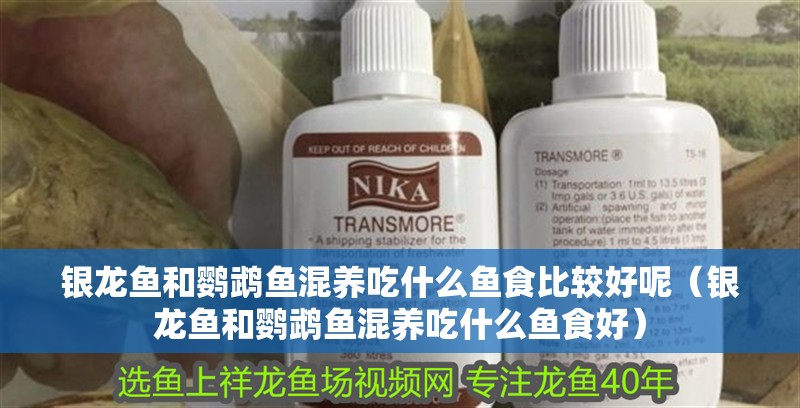 銀龍魚和鸚鵡魚混養吃什么魚食比較好呢（銀龍魚和鸚鵡魚混養吃什么魚食好）