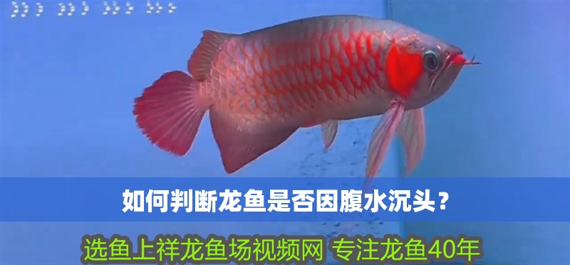 如何判斷龍魚是否因腹水沉頭？