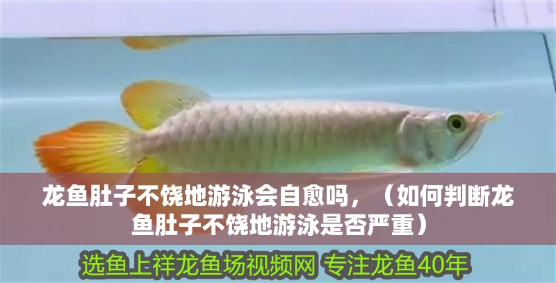 龍魚肚子不饒地游泳會自愈嗎，（如何判斷龍魚肚子不饒地游泳是否嚴重）