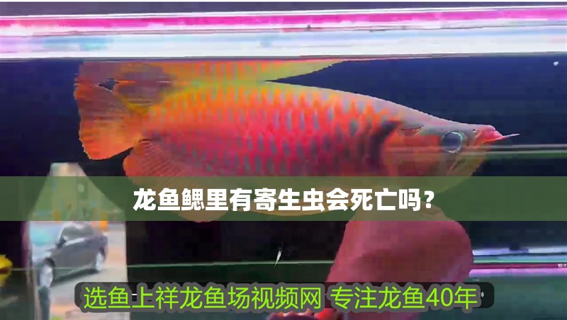 龍魚鰓里有寄生蟲會死亡嗎？