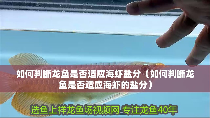 如何判斷龍魚是否適應海蝦鹽分（如何判斷龍魚是否適應海蝦的鹽分）