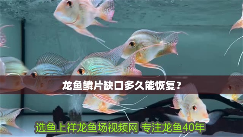 龍魚鱗片缺口多久能恢復？
