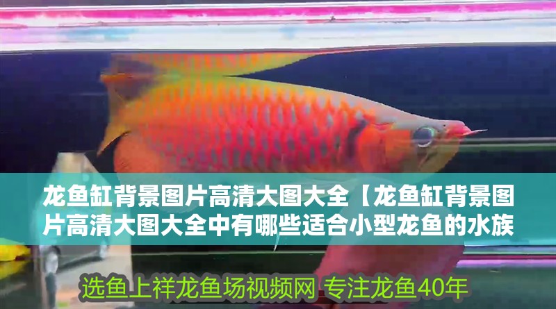 龍魚缸背景圖片高清大圖大全【龍魚缸背景圖片高清大圖大全中有哪些適合小型龍魚的水族箱背景】