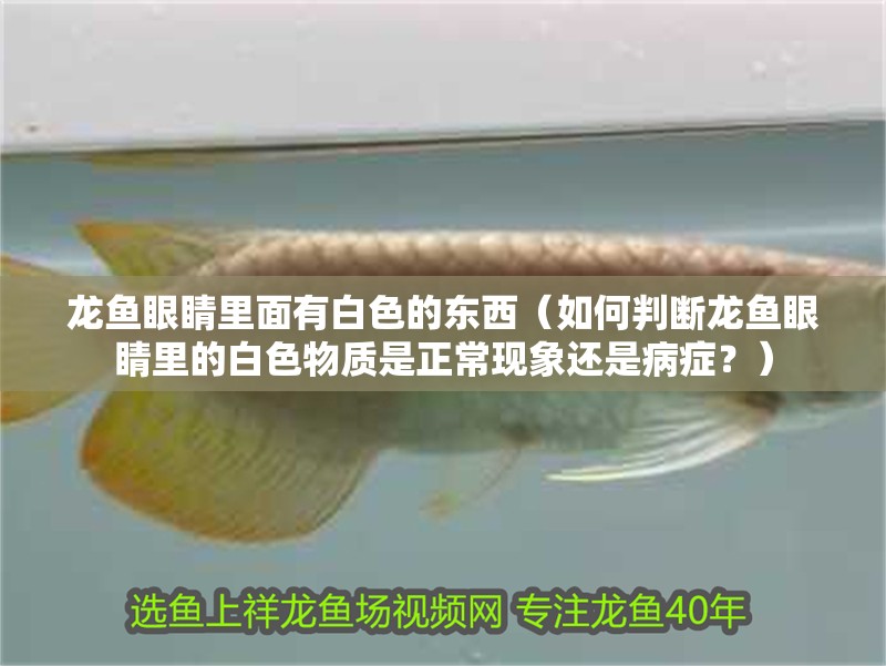 龍魚眼睛里面有白色的東西（如何判斷龍魚眼睛里的白色物質(zhì)是正常現(xiàn)象還是病癥？）