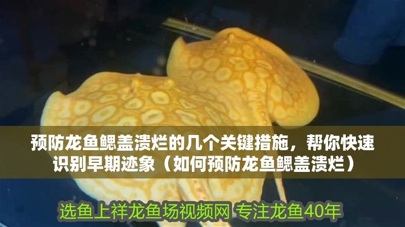 預防龍魚鰓蓋潰爛的幾個關鍵措施，幫你快速識別早期跡象（如何預防龍魚鰓蓋潰爛）