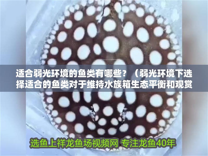 適合弱光環境的魚類有哪些？（弱光環境下選擇適合的魚類對于維持水族箱生態平衡和觀賞效果至關重要）