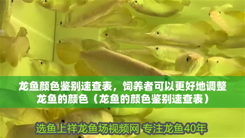龍魚顏色鑒別速查表，飼養者可以更好地調整龍魚的顏色（龍魚的顏色鑒別速查表）