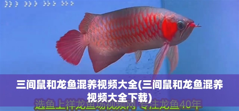 三間鼠和龍魚混養視頻大全(三間鼠和龍魚混養視頻大全下載)